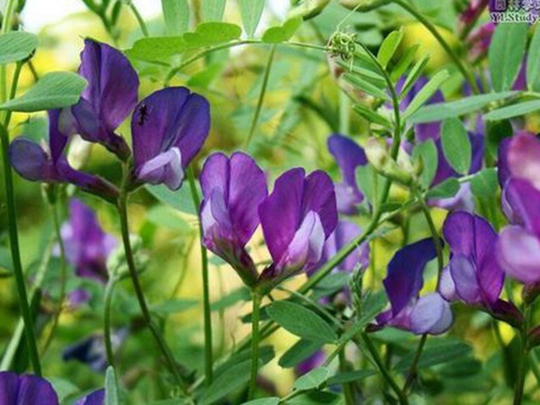 “牧草之王”紫花苜蓿怎么种植比较好，什么时候能种植比较合适？