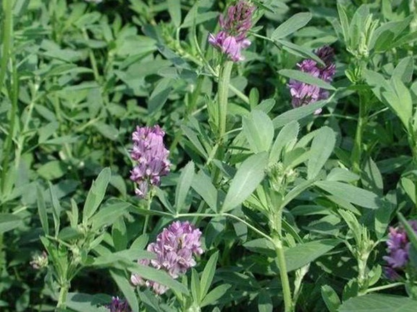 “牧草之王”紫花苜蓿怎么种植比较好，什么时候能种植比较合适？