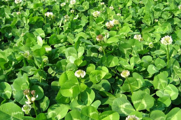 <a href='https://www.lvbad.com/caopingzhongzi/1662.html' target='_blank'>白三叶</a>草