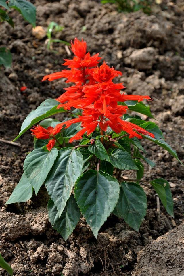 一串红细心养护开花明艳