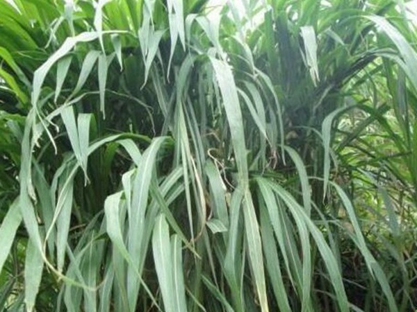 皇竹草种植经济效益有哪些？作用是什么？