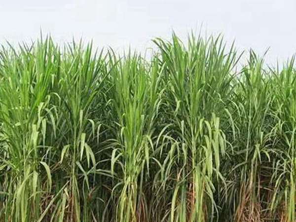 皇竹草种植经济效益有哪些？作用是什么？