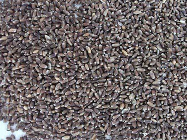 黑小麦批发价格多少钱一斤？黑小麦种植方法是什么？