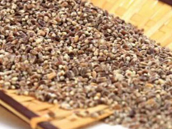黑小麦批发价格多少钱一斤？黑小麦种植方法是什么？