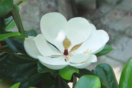 广<a href='https://www.lvbad.com/linmuzhongzi/1813.html' target='_blank'>玉兰</a>怎么播种，<a href='https://www.lvbad.com/' target='_blank'>种子</a>贮藏配土栽植