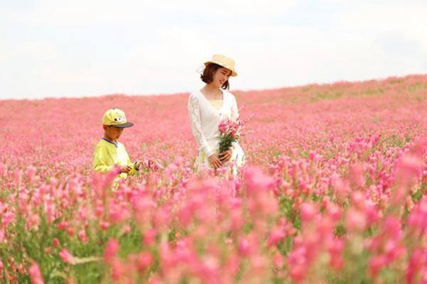 代替<a href='https://www.lvbad.com/mucaozhongzi/5.html' target='_blank'>苜蓿</a>的一种牧草！易养活，长的美，牲畜也爱吃