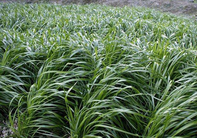 优质高产牧草，冬牧70黑麦草种植时间