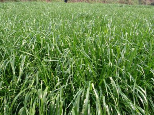 容易种植的牧草——黑麦草牧草种子
