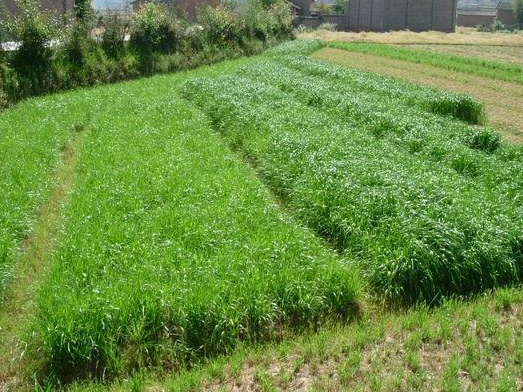 容易种植的牧草——黑麦草牧草种子