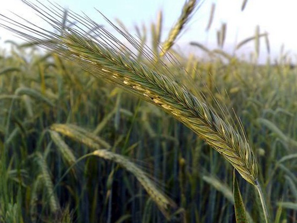 燕麦种植的生长环境是怎样的？有什么需要注意的？