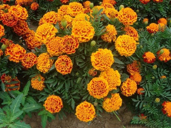 <a href='https://www.lvbad.com/caohuazhongzi/1631.html' target='_blank'>万寿菊种子</a>发芽出苗开花图片