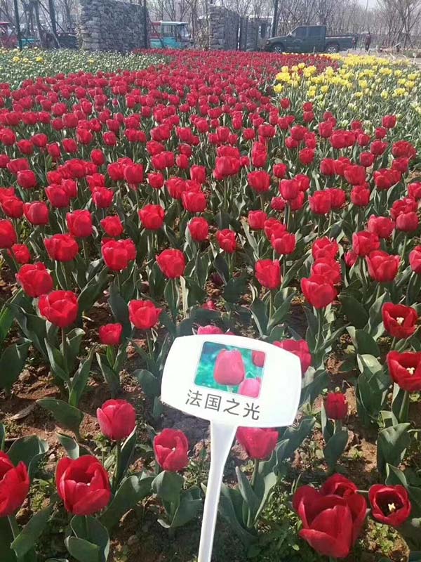 花卉植物<a href='https://www.lvbad.com/caohuazhongzi/16082.html' target='_blank'>郁金香种球</a>种苗