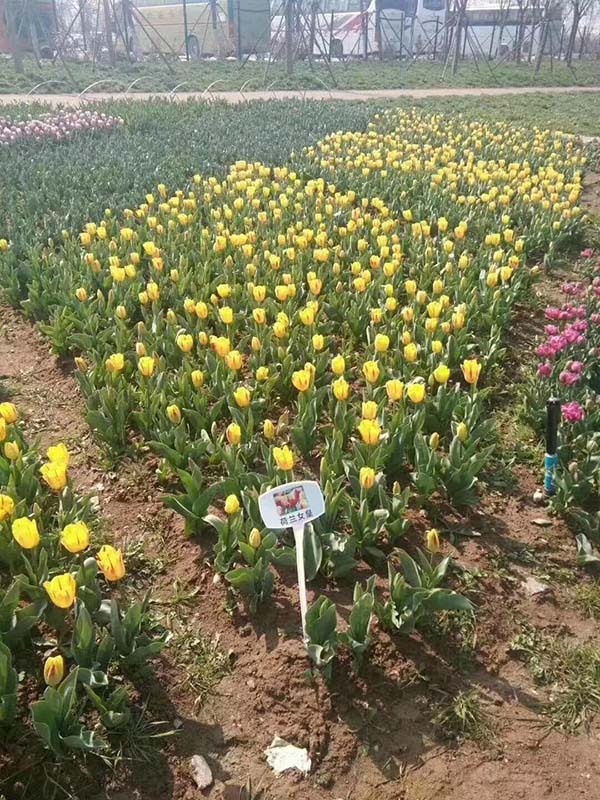 花卉植物<a href='https://www.lvbad.com/caohuazhongzi/16082.html' target='_blank'>郁金香种球</a>种苗