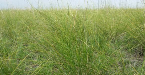 北方最为常见的牧草，牧草基本介绍