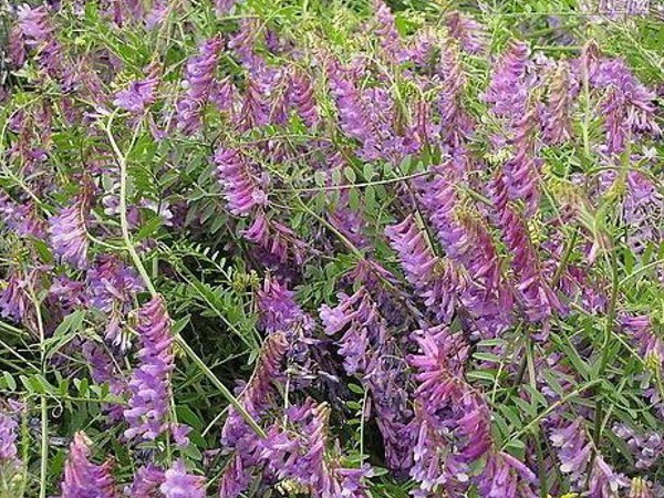光叶紫花苕一亩地能产多少草