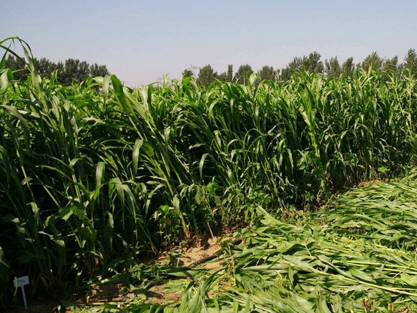 å¤§åå£«çé«ç²±çç§æ¤æçå¦ä½ï¼