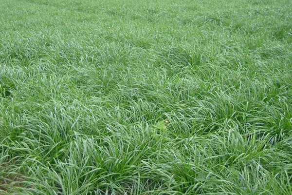 冬牧70黑麦草种子种植方法