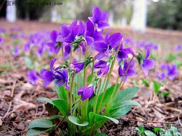 紫花地丁种子播种时间及种植方法