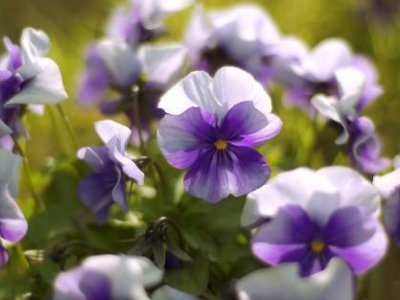 紫罗兰花的介绍和养护方法 