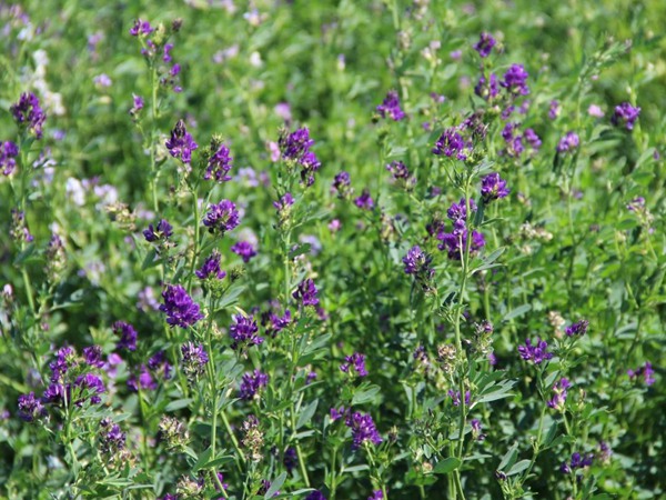 种植紫花苜蓿一亩地能收入多少