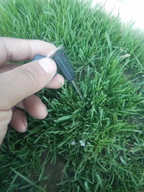 剪股颖种子比较适合的发芽温度是多少度