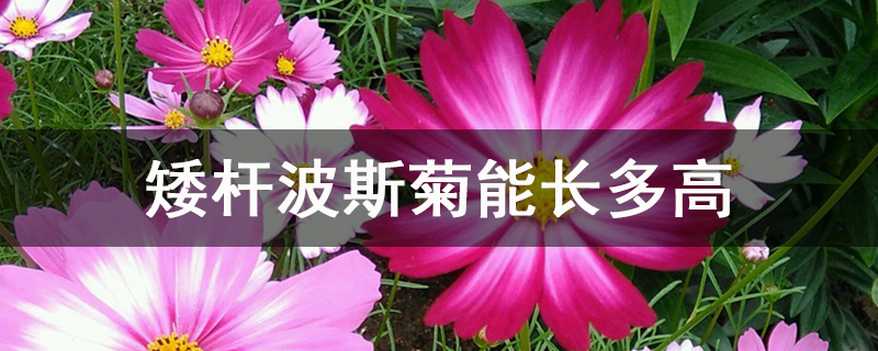 矮杆波斯菊能长多高 怎么养护