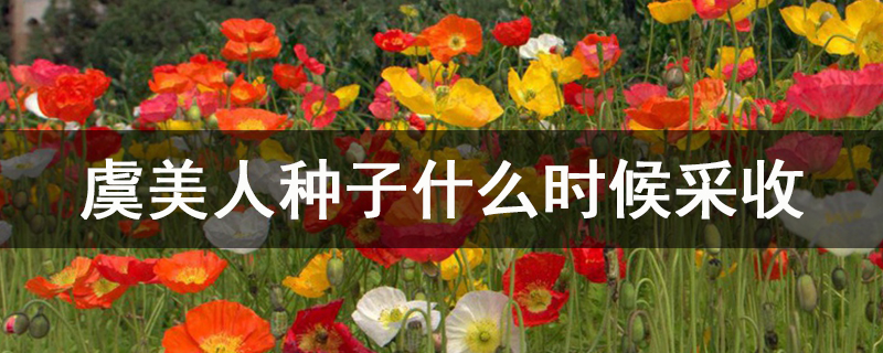 虞美人種子什么時候采收.jpg