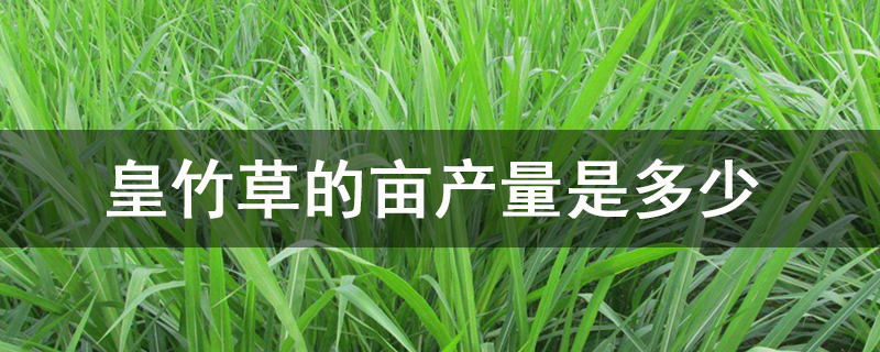 皇竹草的亩产量是多少.jpg