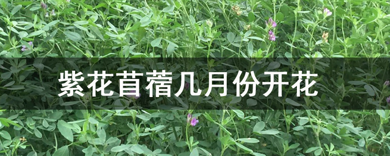 紫花苜蓿几月份开花.jpg