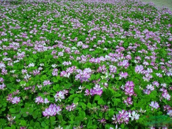 <a href='https://www.lvbad.com/caopingzhongzi/1669.html' target='_blank'>红三叶</a>图片