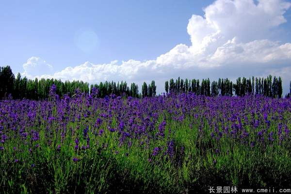 薰衣草<a href='https://www.lvbad.com/' target='_blank'>种子</a>发芽出苗开花图片