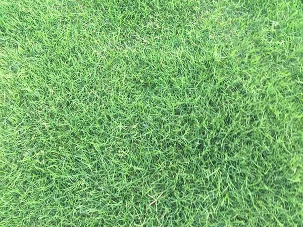 ç¾æå¤§ç§å­åè½åºèå¾ç