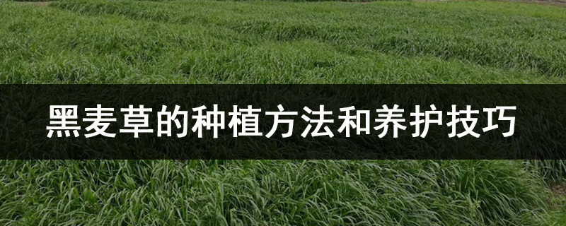 黑麦草的种植方法和养护技巧.jpg