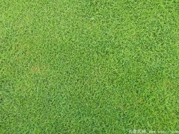<a href='https://www.lvbad.com/caopingzhongzi/1676.html' target='_blank'>天堂草种子</a>发芽出苗草坪图片