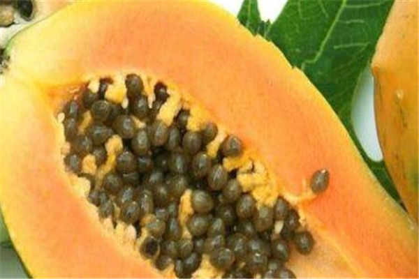 木瓜的营养价值以及正确吃法 绿宝园林网 木瓜的营养价值以及正确吃法 绿宝园林网