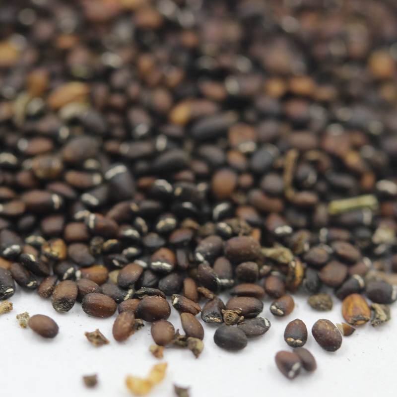 薄荷种子什么时间播种