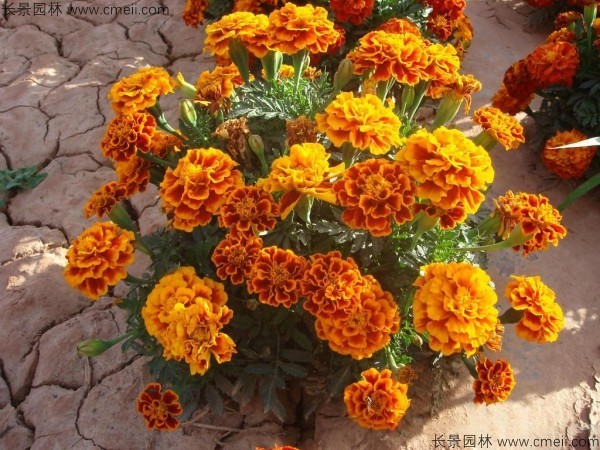 <a href='https://www.lvbad.com/caohuazhongzi/1631.html' target='_blank'>万寿菊种子</a>发芽出苗开花图片