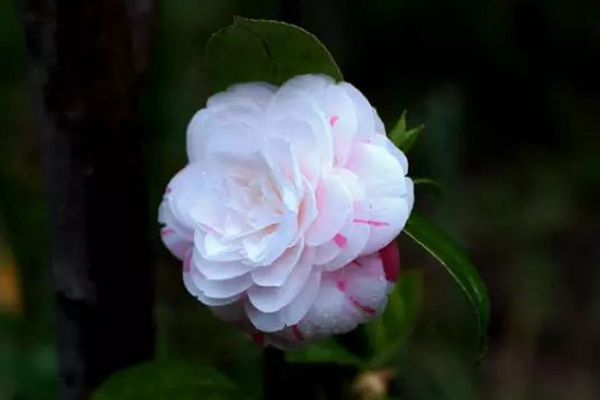 22355335R-1.jpg
