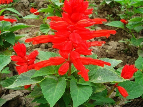 <a href='https://www.lvbad.com/caohuazhongzi/1650.html' target='_blank'>一串红种子</a>发芽出苗开花图片
