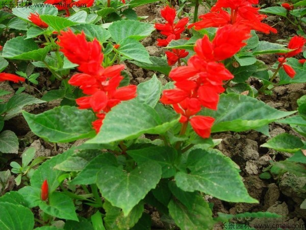 <a href='https://www.lvbad.com/caohuazhongzi/1650.html' target='_blank'>一串红种子</a>发芽出苗开花图片