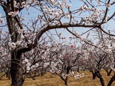 杏花的花语 寓意和传说是什么