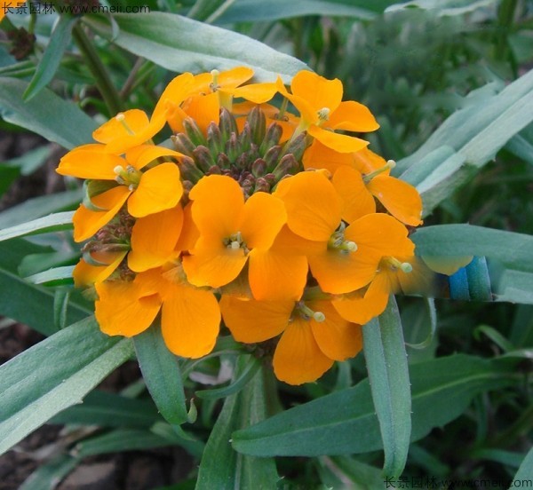 <a href='https://www.lvbad.com/caohuazhongzi/1608.html' target='_blank'>七里黄种子</a>发芽出苗开花图片