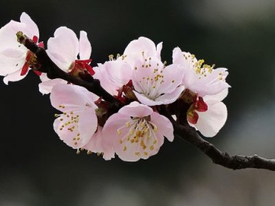 杏花是什么季节开花 花期在几月份