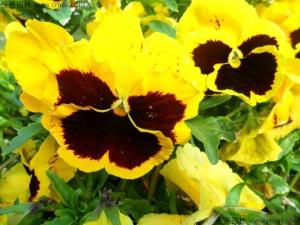 <a href='https://www.lvbad.com/caohuazhongzi/1618.html' target='_blank'>三色堇种子</a>发芽出苗开花图片