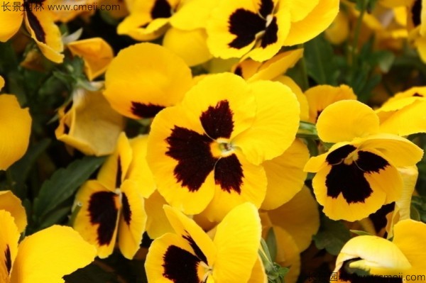 <a href='https://www.lvbad.com/caohuazhongzi/1618.html' target='_blank'>三色堇种子</a>发芽出苗开花图片