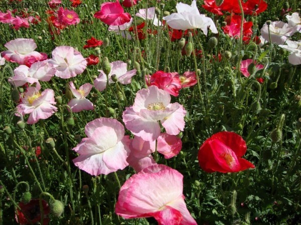 <a href='https://www.lvbad.com/caohuazhongzi/161.html' target='_blank'>虞美人</a>开花图片花海