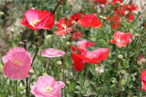 <a href='https://www.lvbad.com/caohuazhongzi/161.html' target='_blank'>虞美人</a>开花图片花海