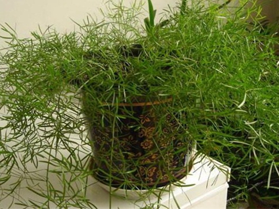 天门冬的种植方法