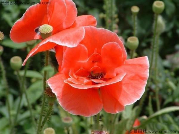 <a href='https://www.lvbad.com/caohuazhongzi/161.html' target='_blank'>虞美人</a>开花图片花海