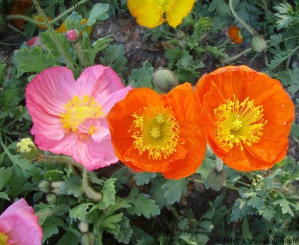 <a href='https://www.lvbad.com/caohuazhongzi/161.html' target='_blank'>虞美人</a>开花图片花海